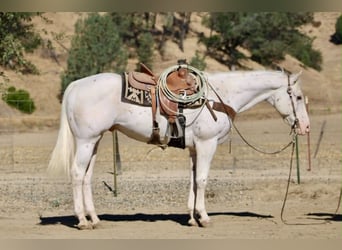 Appaloosa, Castrone, 11 Anni, 155 cm, Bianco