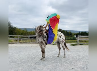 Appaloosa, Castrone, 11 Anni, 160 cm, Sauro scuro