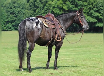 Appaloosa, Castrone, 11 Anni, Morello