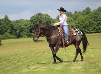 Appaloosa, Castrone, 11 Anni, Morello
