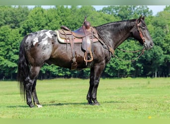 Appaloosa, Castrone, 11 Anni, Morello