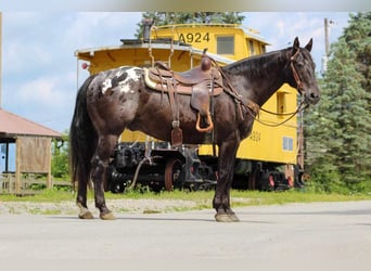 Appaloosa, Castrone, 11 Anni, Morello