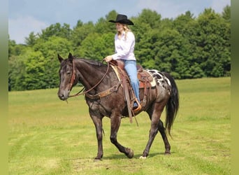 Appaloosa, Castrone, 11 Anni, Morello