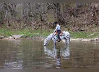 Appaloosa, Castrone, 12 Anni, 145 cm, Bianco