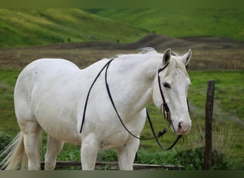 Appaloosa, Castrone, 12 Anni, 147 cm, Grigio