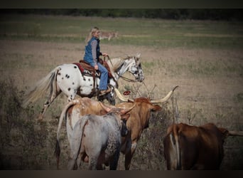 Appaloosa, Castrone, 12 Anni, 152 cm, Bianco