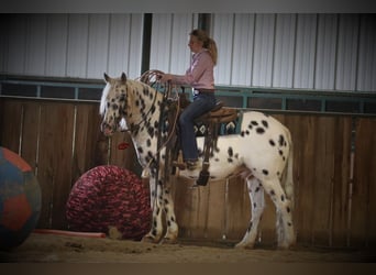 Appaloosa, Castrone, 12 Anni, 152 cm, Bianco