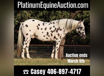 Appaloosa, Castrone, 12 Anni, 152 cm, Bianco