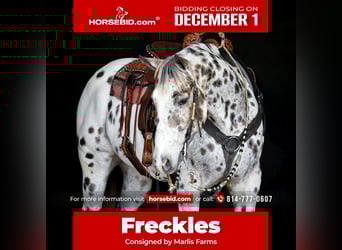 Appaloosa, Castrone, 12 Anni, 152 cm, Leopard