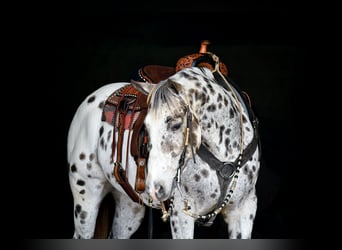 Appaloosa, Castrone, 12 Anni, 152 cm, Leopard