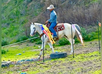 Appaloosa, Castrone, 12 Anni, 152 cm, Roano rosso
