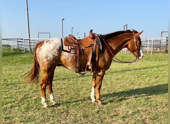 Appaloosa, Castrone, 12 Anni, 152 cm, Sauro ciliegia