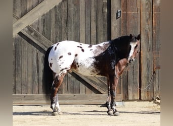 Appaloosa, Castrone, 12 Anni, 155 cm, Baio ciliegia