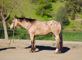 Appaloosa, Castrone, 12 Anni, 155 cm, Pelle di daino