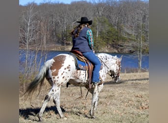 Appaloosa, Castrone, 12 Anni, 155 cm, Sauro scuro
