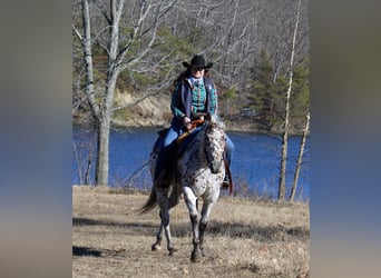 Appaloosa, Castrone, 12 Anni, 155 cm, Sauro scuro