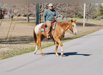Appaloosa, Castrone, 12 Anni, 155 cm, Sauro scuro