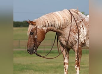 Appaloosa, Castrone, 12 Anni, 160 cm, Sauro