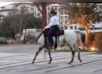 Appaloosa, Castrone, 12 Anni, Bianco
