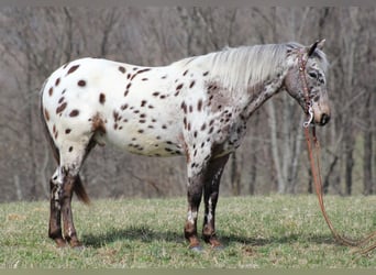 Appaloosa, Castrone, 12 Anni, Sauro ciliegia