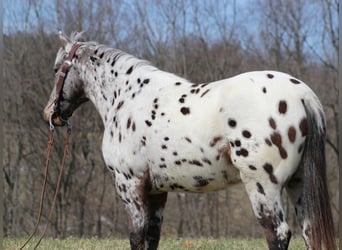 Appaloosa, Castrone, 12 Anni, Sauro ciliegia