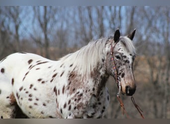 Appaloosa, Castrone, 12 Anni, Sauro ciliegia