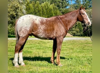 Appaloosa, Castrone, 12 Anni, Sauro scuro
