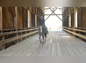Appaloosa, Castrone, 12 Anni, Sauro scuro