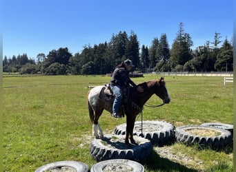Appaloosa, Castrone, 12 Anni, Sauro scuro