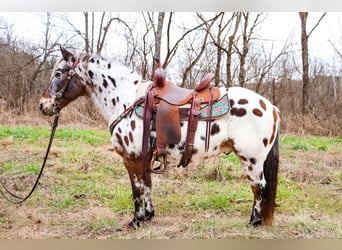 Appaloosa, Castrone, 13 Anni, 132 cm, Baio ciliegia