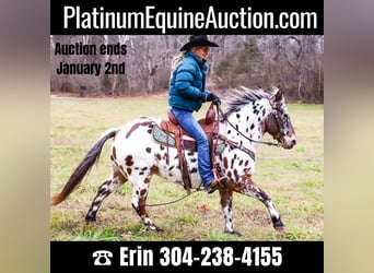 Appaloosa, Castrone, 13 Anni, 132 cm, Baio ciliegia