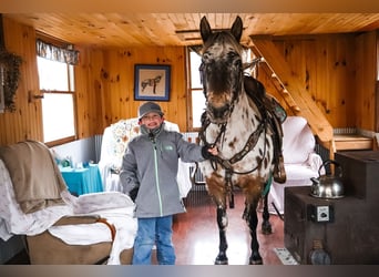 Appaloosa, Castrone, 13 Anni, 132 cm, Baio ciliegia