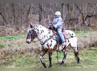 Appaloosa, Castrone, 13 Anni, 132 cm, Baio ciliegia