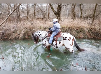 Appaloosa, Castrone, 13 Anni, 132 cm, Baio ciliegia