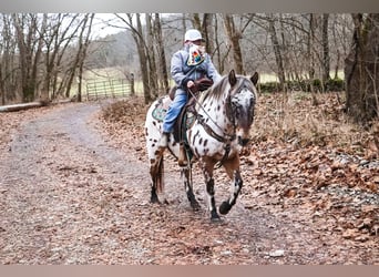 Appaloosa, Castrone, 13 Anni, 132 cm, Baio ciliegia