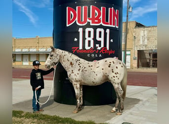 Appaloosa, Castrone, 13 Anni, 142 cm, Baio ciliegia