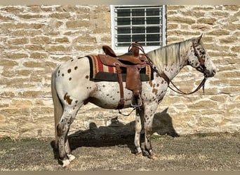 Appaloosa, Castrone, 13 Anni, 142 cm, Baio ciliegia