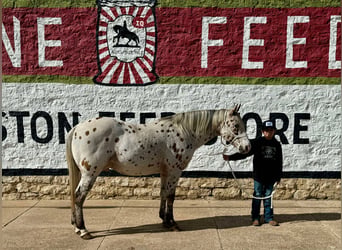 Appaloosa, Castrone, 13 Anni, 142 cm, Baio ciliegia
