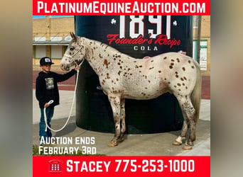 Appaloosa, Castrone, 13 Anni, 142 cm, Baio ciliegia