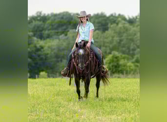 Appaloosa, Castrone, 13 Anni, 142 cm, Morello