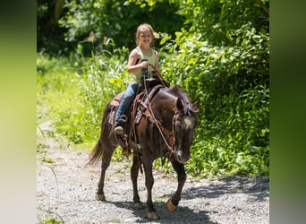Appaloosa, Castrone, 13 Anni, 142 cm, Morello