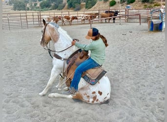 Appaloosa, Castrone, 13 Anni, 150 cm, Pelle di daino