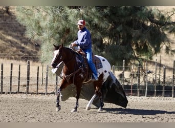 Appaloosa, Castrone, 13 Anni, 155 cm, Baio ciliegia