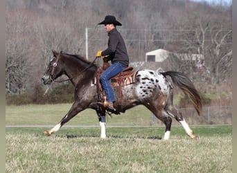 Appaloosa, Castrone, 13 Anni, Sauro ciliegia