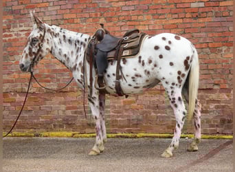 Appaloosa, Castrone, 13 Anni, Sauro scuro