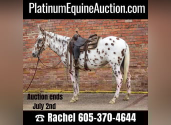 Appaloosa, Castrone, 13 Anni, Sauro scuro