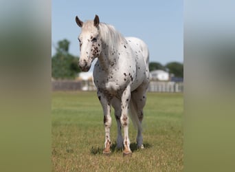 Appaloosa, Castrone, 13 Anni, Sauro scuro