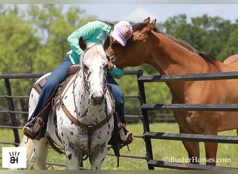 Appaloosa, Castrone, 13 Anni, Sauro scuro
