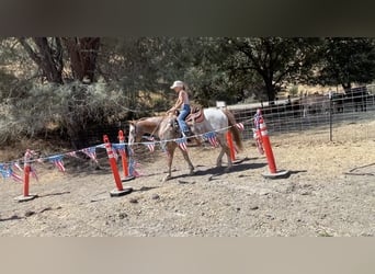 Appaloosa, Castrone, 14 Anni, 142 cm, Sauro scuro