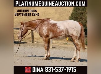 Appaloosa, Castrone, 14 Anni, 142 cm, Sauro scuro